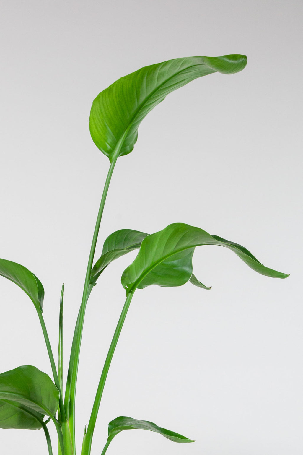 files/IndoorPlants-StudioShots13.11.2023-584.jpg